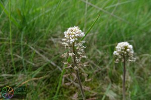 thlaspi caerulescens (1).jpg